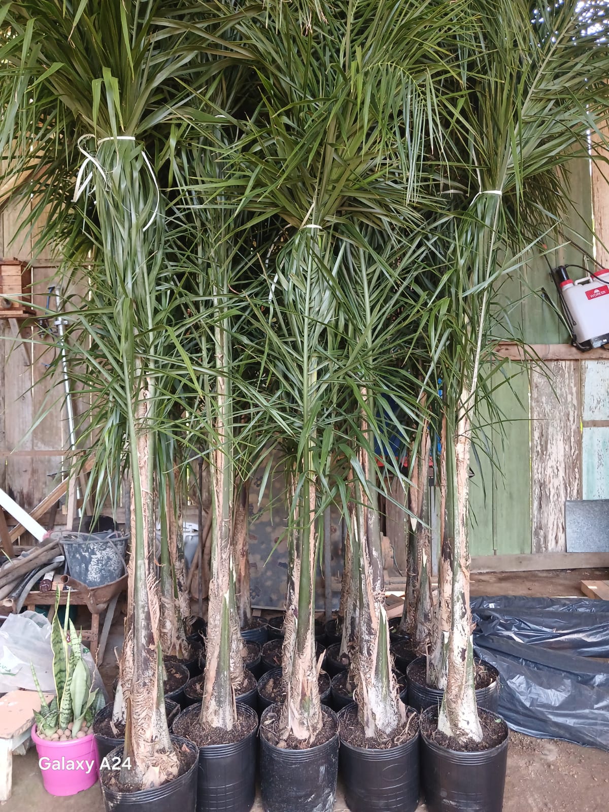 Plantas FAMIGU